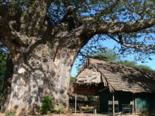 Tarangire Safari Lodge - Accommodation 